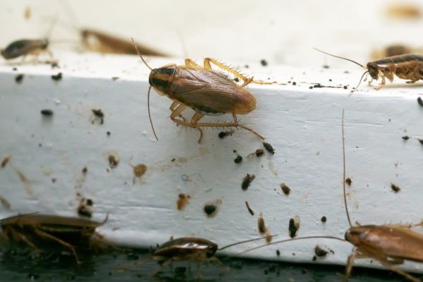 Cockroach Control